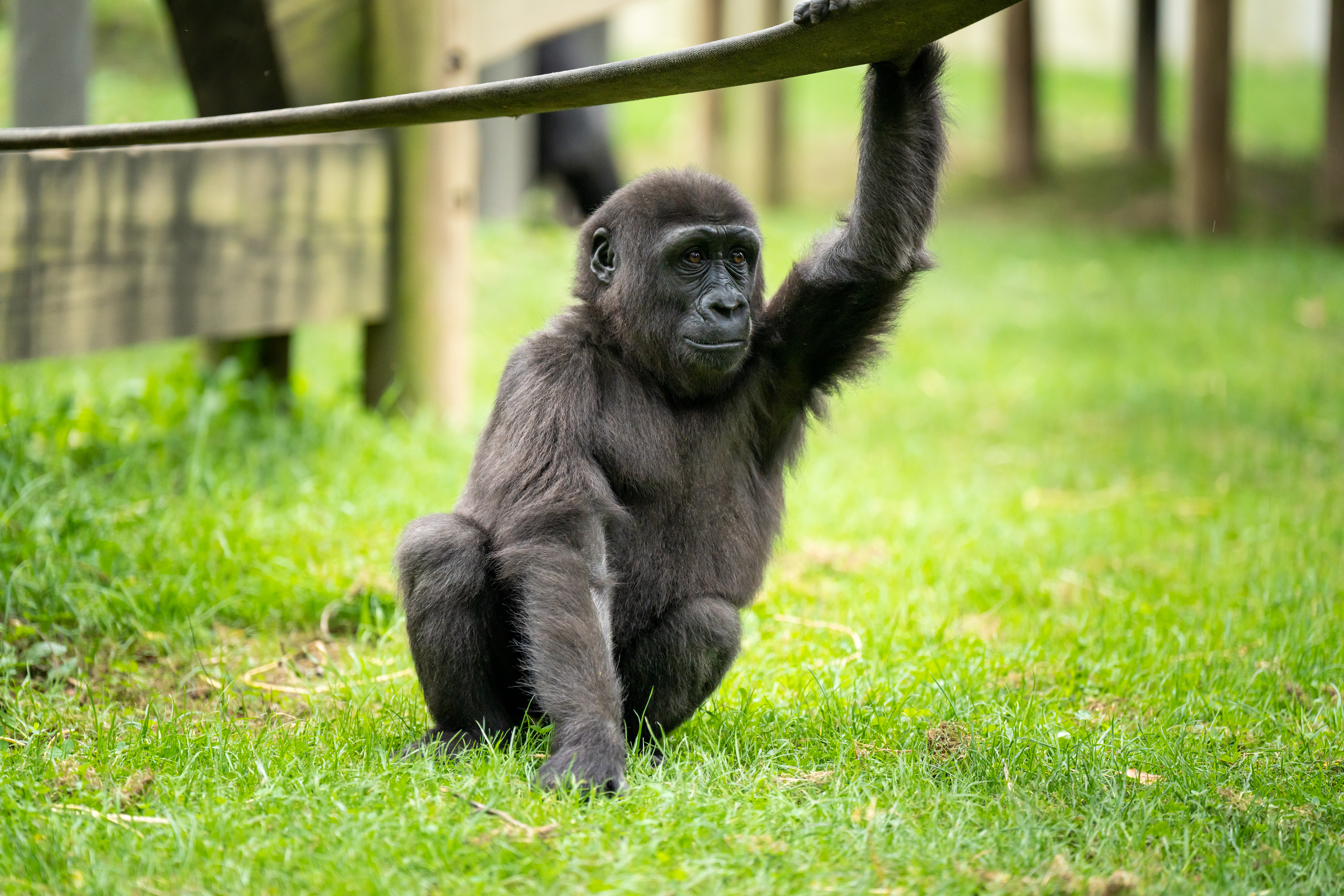 ゴリラgorilla image.jpg